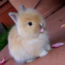 สมาชิกหมายเลข 1738386