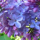 สมาชิกหมายเลข 1406698