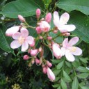 หมานอนกลางวันชอบวาดฝันบนผืนฟ้า