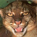 สมาชิกหมายเลข 705446