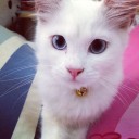 แมวสีขาวนอนกรน ครอกฟี้ ครอกฟี้