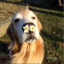 สมาชิกหมายเลข 2099424