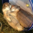 สมาชิกหมายเลข 1163389