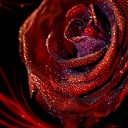 กุหลาบสีเลือด