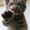 สมาชิกหมายเลข 1310157