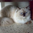 สมาชิกหมายเลข 1310207