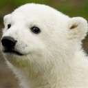 พี่หมี ชุบุ