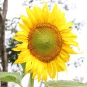 สมาชิกหมายเลข 911524