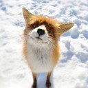 what the fox