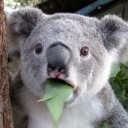 สมาชิกหมายเลข 2952003