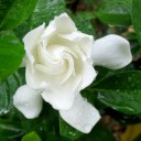 เก็ตถวา