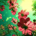 มิสบีบี