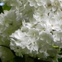 สมาชิกหมายเลข 928780