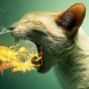 สมาชิกหมายเลข 2482142