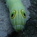 สมาชิกหมายเลข 1312819