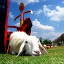 สมาชิกหมายเลข 1742054