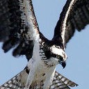 เหยี่ยวขาว อาทิตย์ชิงดวง