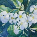 สมาชิกหมายเลข 2550456