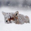 สมาชิกหมายเลข 1032191