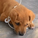 iBeep