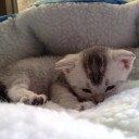 สมาชิกหมายเลข 3400747