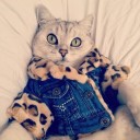 แมวเหมียวหมายเลข1255243