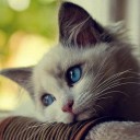 สมาชิกหมายเลข 2551010