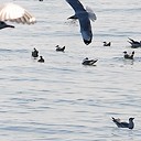 สมาชิกหมายเลข 1743821