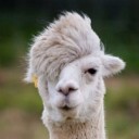 สมาชิกหมายเลข 2155386