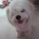 มันบดอบชีส