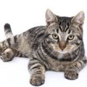 สมาชิกหมายเลข 2158147