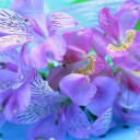 ดอกไม้สีม่วงที่ร่วงโรย