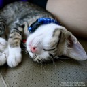 เมี๊ยวอวกาศ