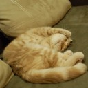 สมาชิกหมายเลข 1113191