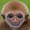 ชะนีน้อยเมาท์มอย