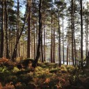 สมาชิกหมายเลข 2793112