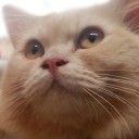 Sweet Bunny กับ Indy Cat