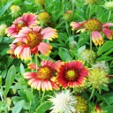 มนุษย์ตาตี่