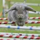 กระต่ายกระโดด