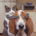 ผมชอบกินข้าวผัด