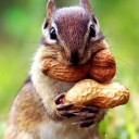 สมาชิกหมายเลข 710492