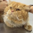 Leave me for Hollywood