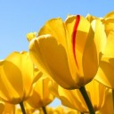 สมาชิกหมายเลข 835606