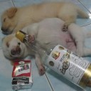 สมาชิกหมายเลข 916838