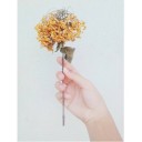 สมาชิกหมายเลข 2957163