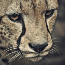 ซามูไรฟันน้ำนม