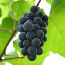 Grape_Blossom