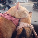 จิ้งจอกน้อยกับทุ่งข้าวสาลี