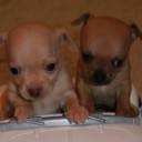 สมาชิกหมายเลข 2554415