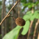 มะต๋อยศรี